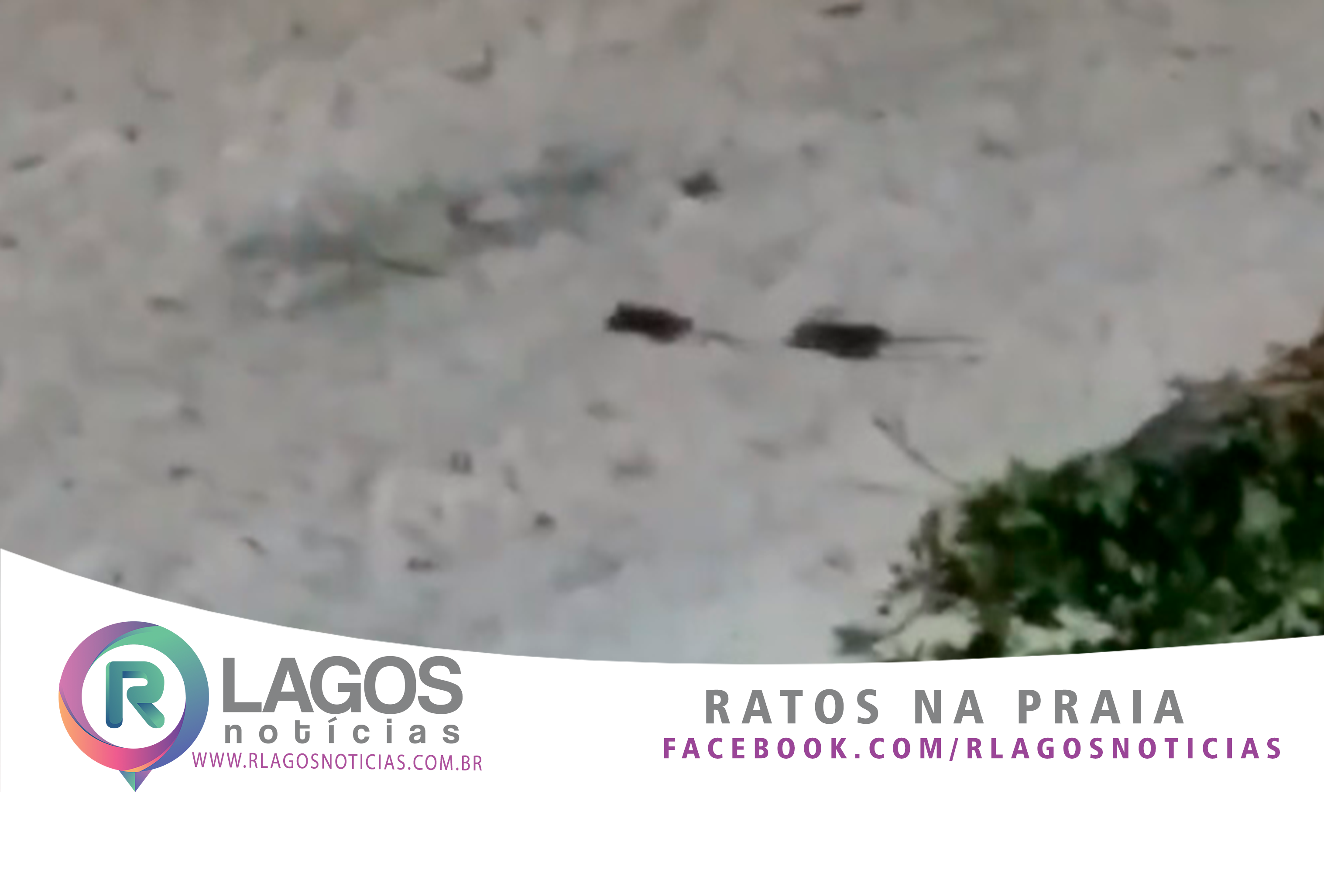 Turista flagra ratos na Praia do Forte, principal ponto turístico de Cabo  Frio - Rlagos Notícias